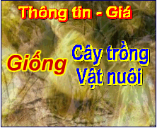 Đối tác đồng hành